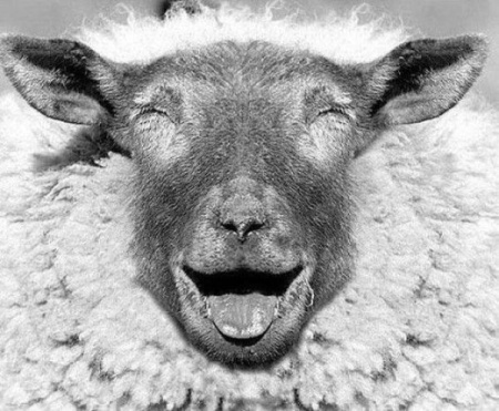 Photograph of a laughing sheep